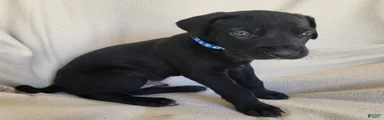Duke