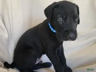 Daniff dogs Duke - Ad 4