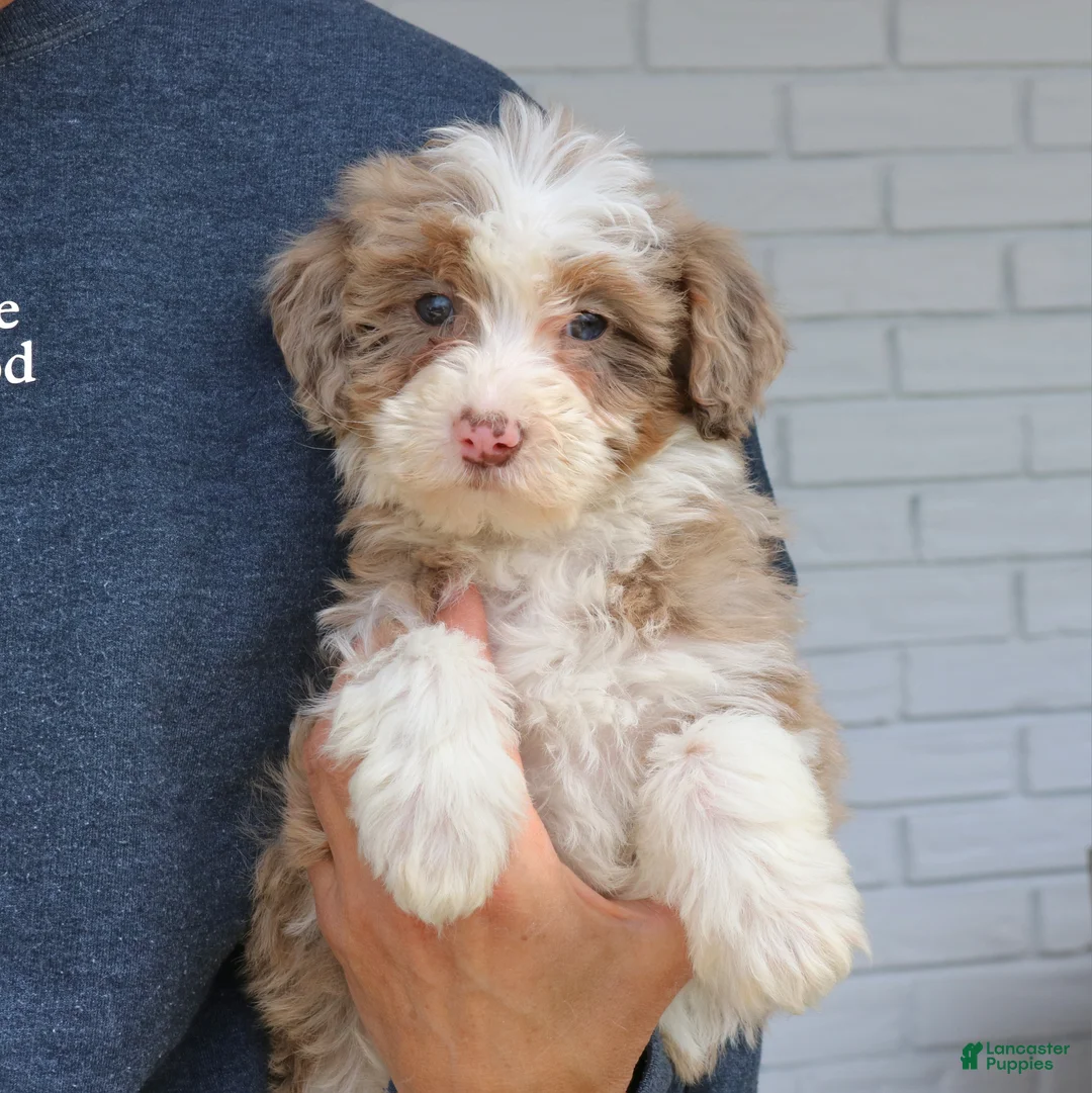 Mini Bernedoodle dogs for sale: Violet  - Ad 4