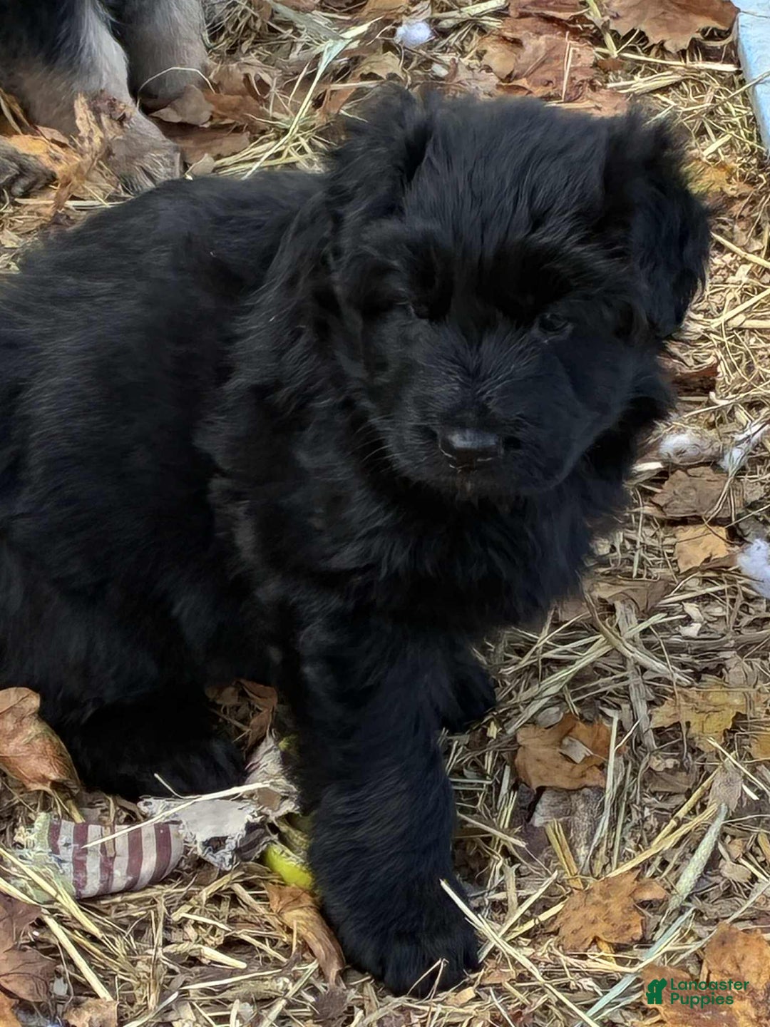 German Shepherd dogs for sale: German Shepherd Puppy 1 - Ad 2