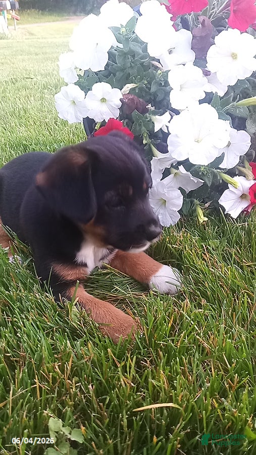Mixed Breed dogs for sale: Sasha - Ad 7