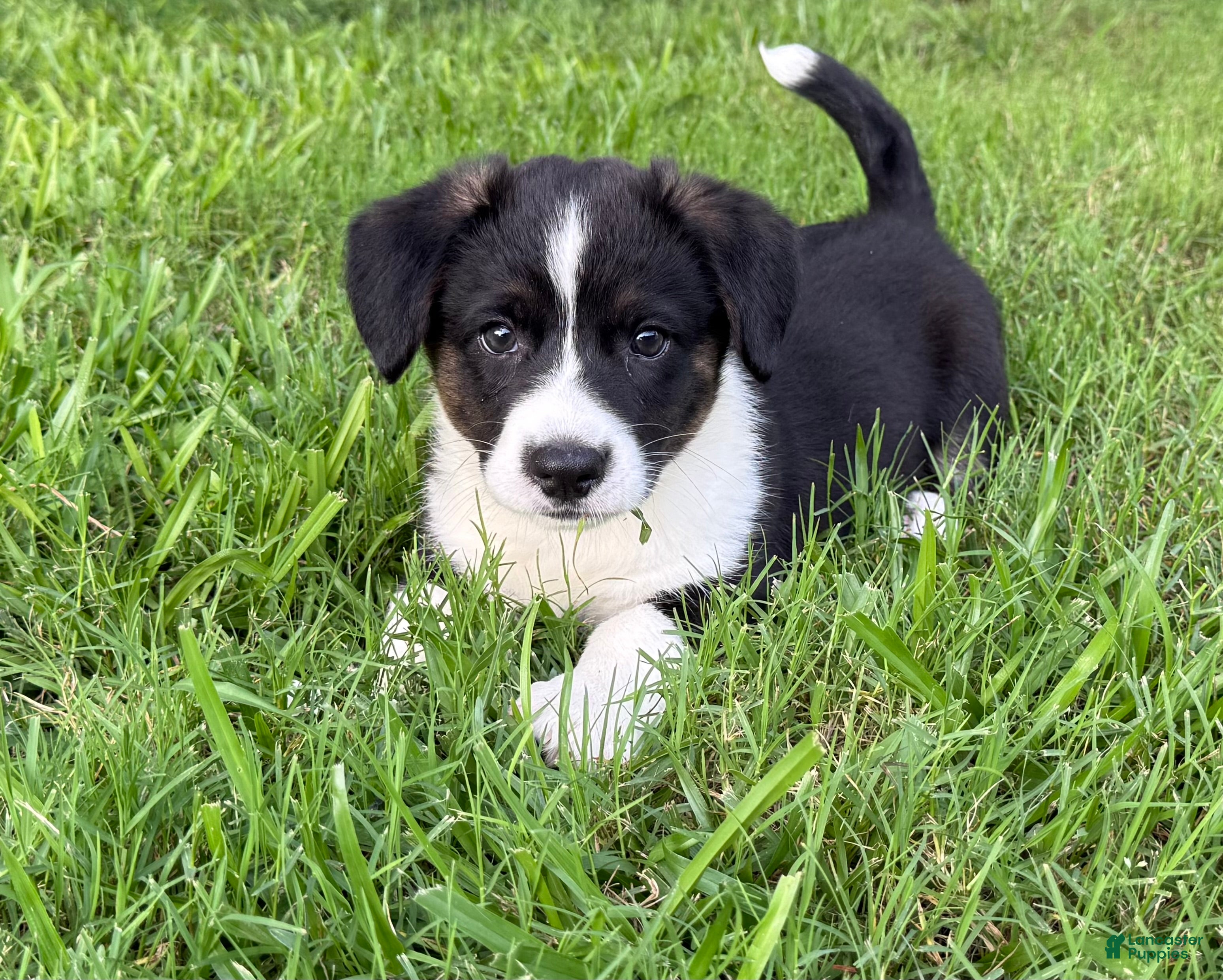Welsh Corgi Cardigan dogs Knox - Ad 1