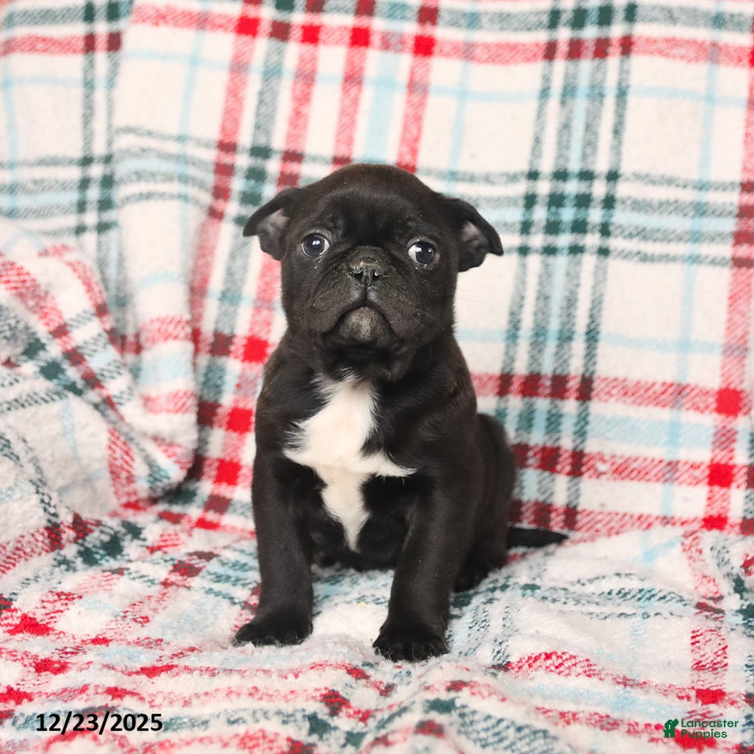 Mixed Breed dogs for sale: Happy - Ad 3