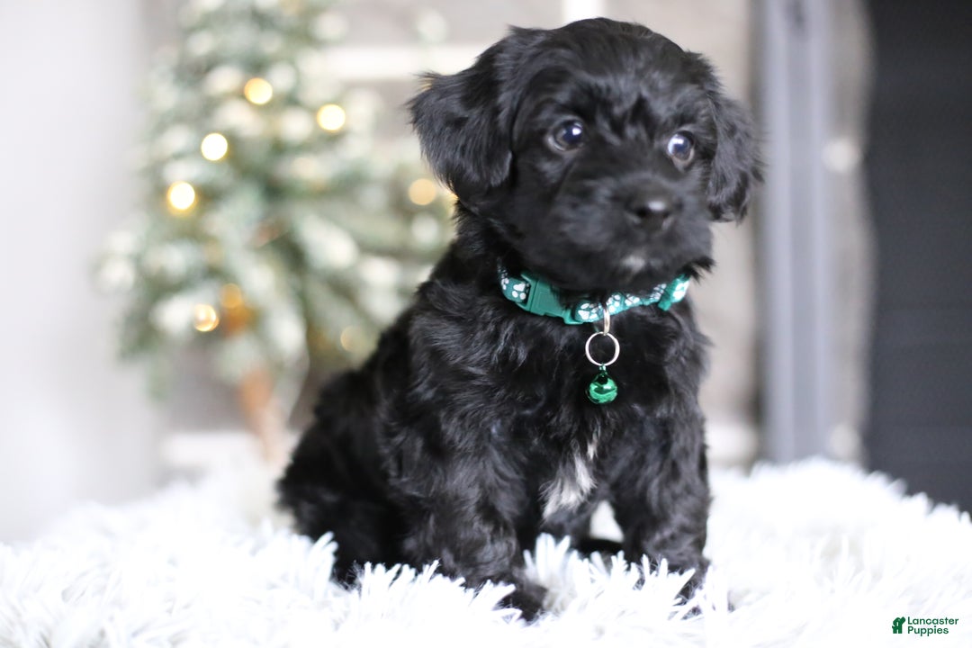 Yorkiepoo dogs for sale: Sutton - Ad 2