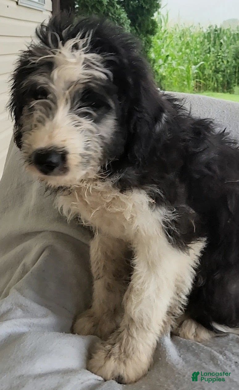 Mixed Breed dogs Bobby - Ad 1