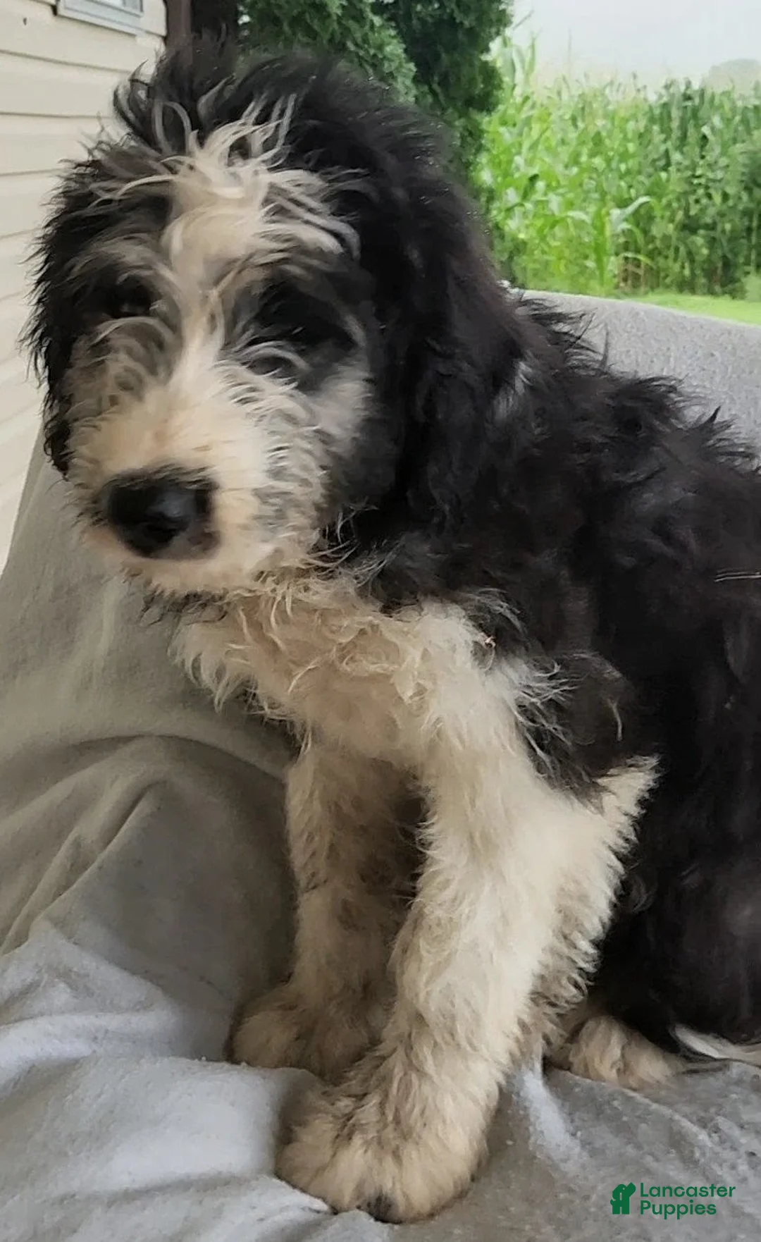 Mixed Breed dogs for sale: Bobby - Ad 1