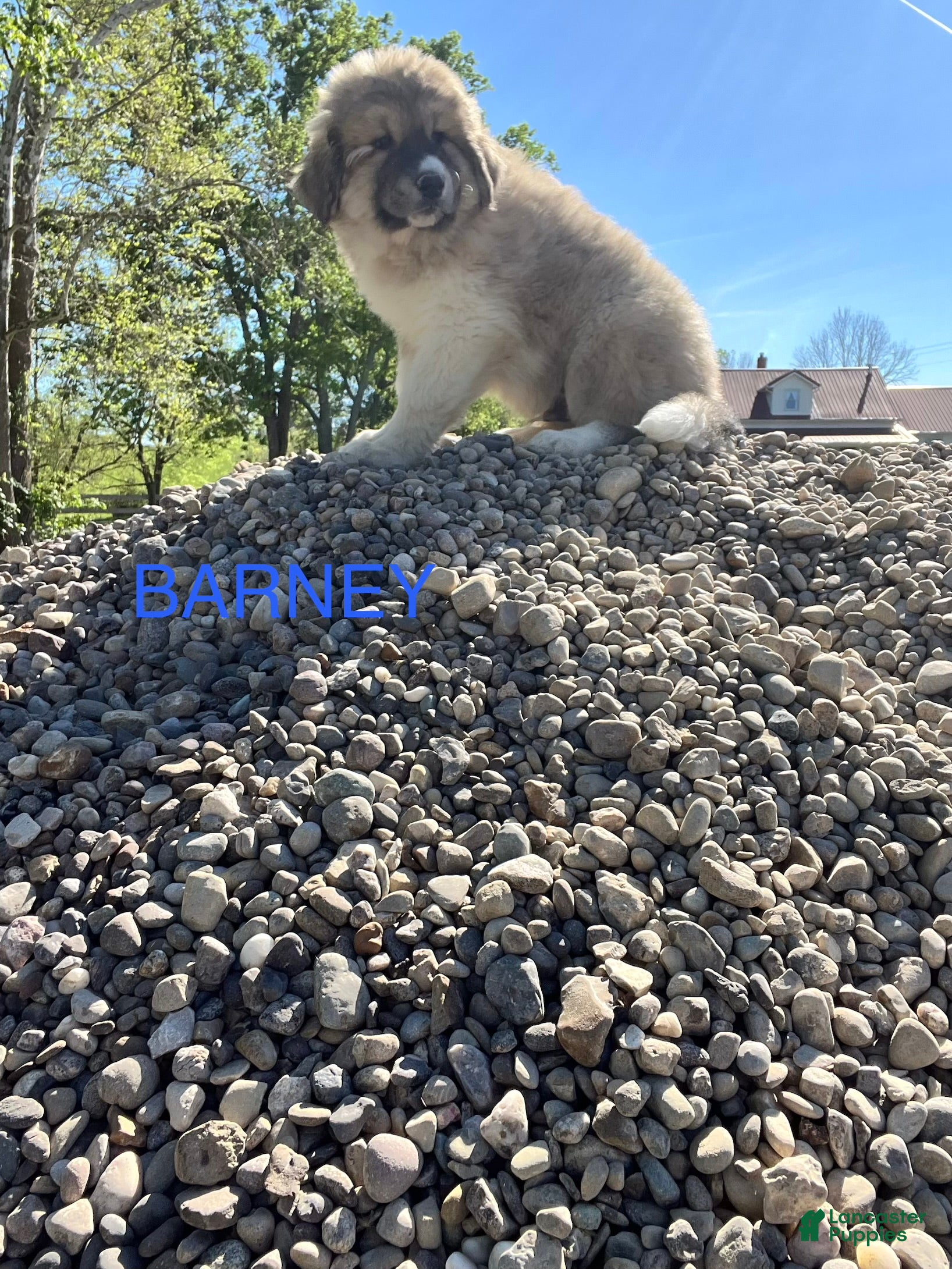 Great Pyrenees dogs Great Pyrenees Puppy 2 Buster - Ad 12