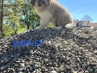 Great Pyrenees dogs Great Pyrenees Puppy 2 Buster - Ad 12