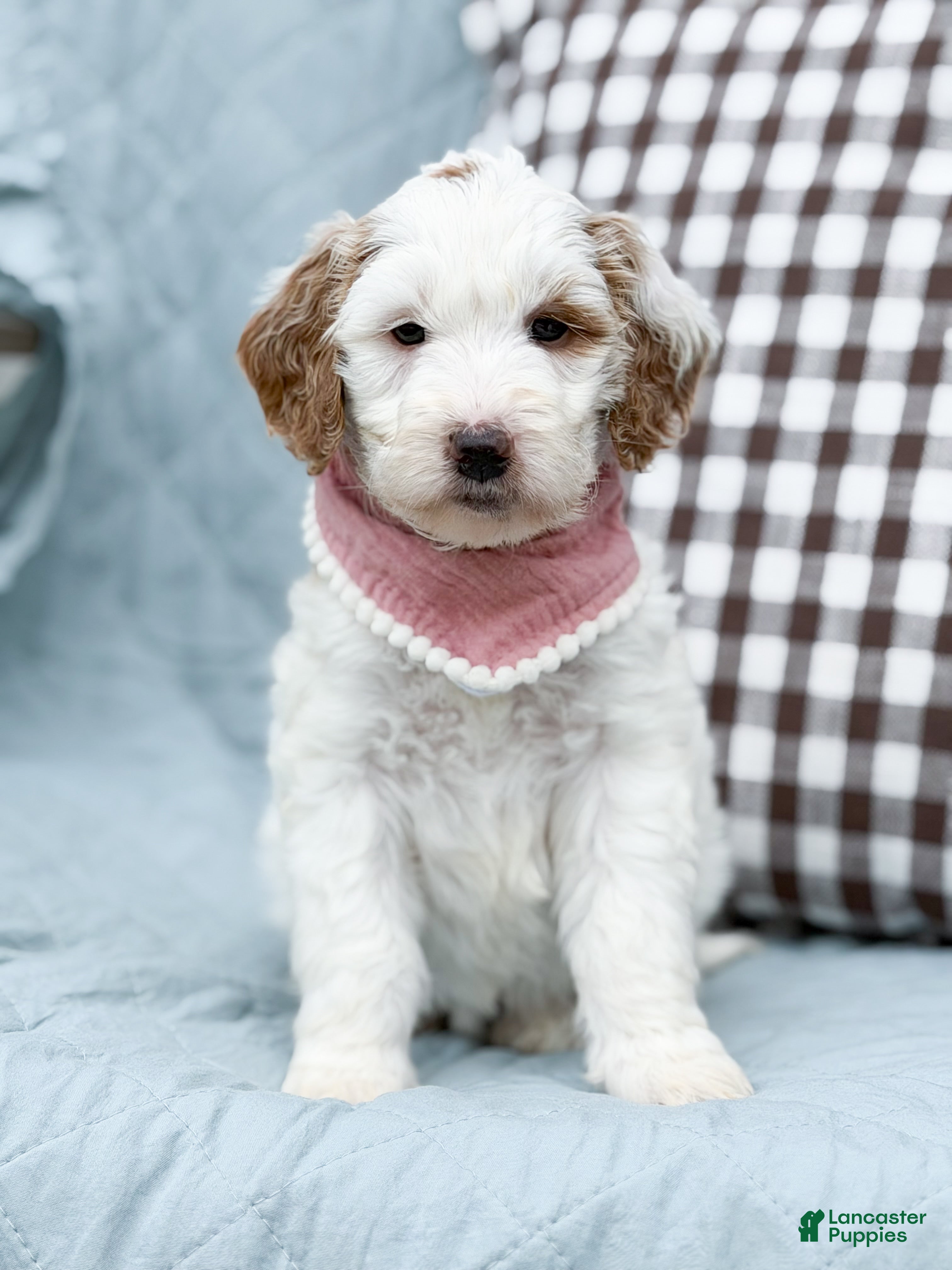Goldendoodle dogs Skye - Ad 31