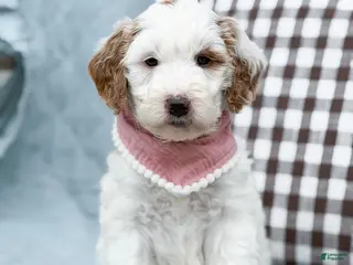 Goldendoodle dogs Skye - Ad 31