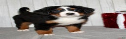 Bernese Mountain Dog dogs for sale: Lilly - Ad 6