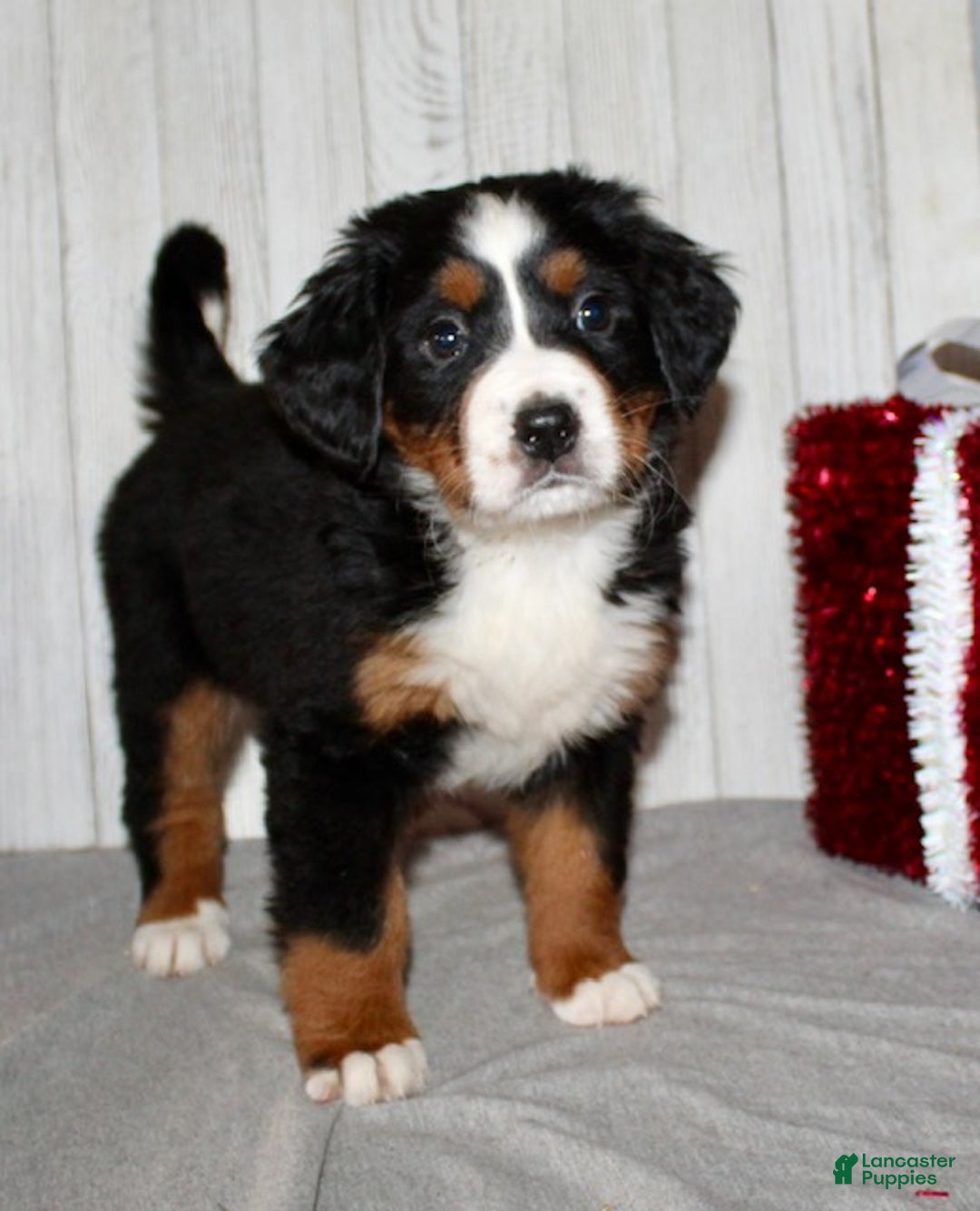 Bernese Mountain Dog dogs for sale: Lilly - Ad 6