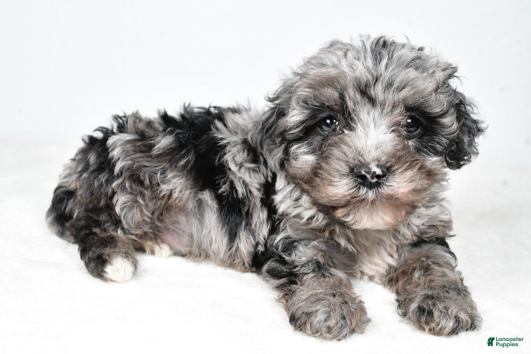 Cockapoo dogs for sale: Davis - Ad 8