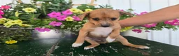 Chihuahua dogs for sale: Buster - Ad 6