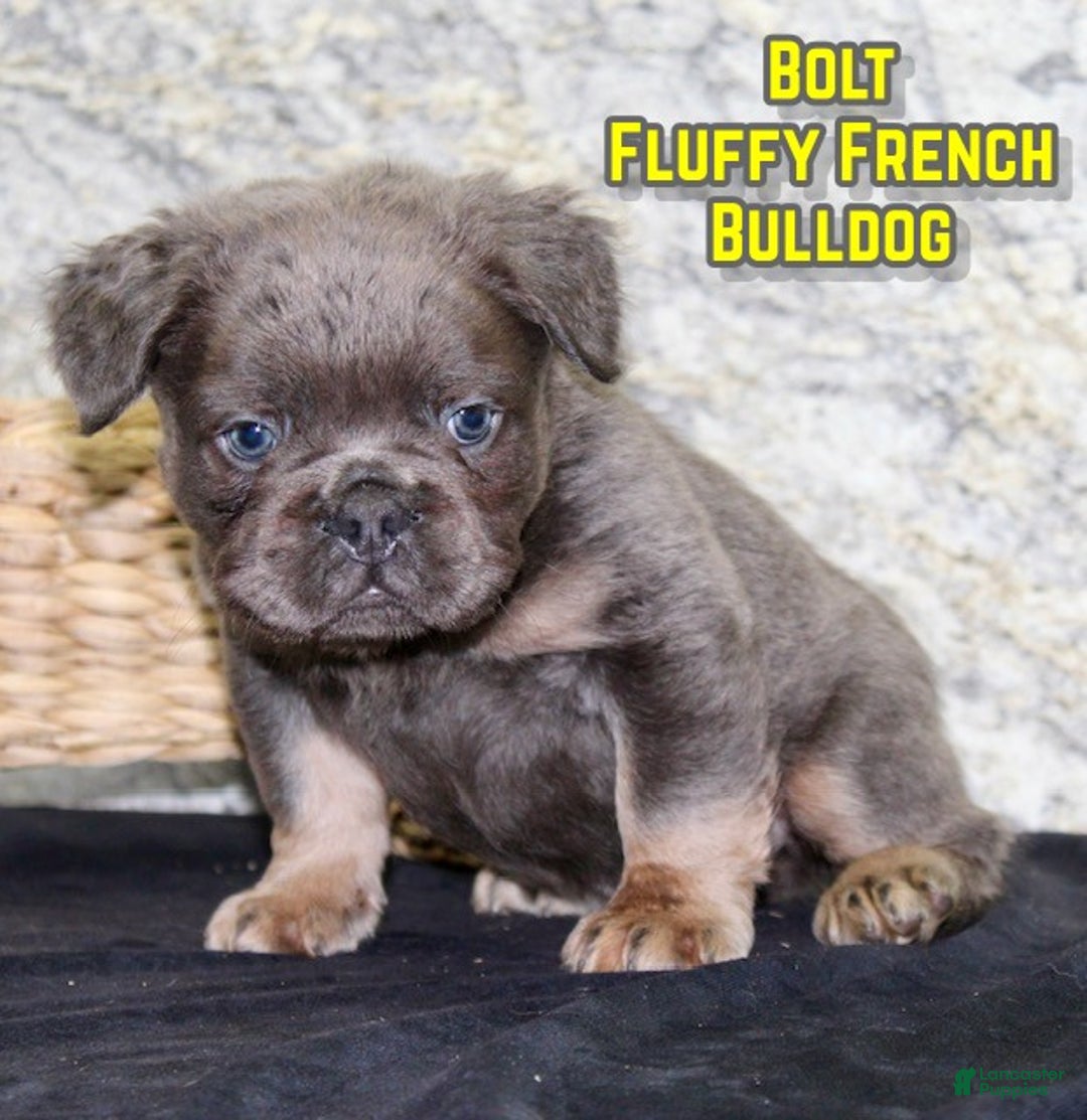French Bulldog dogs for sale: Bolt - Ad 1