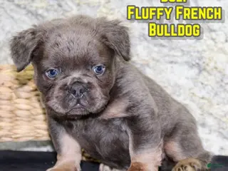 French Bulldog dogs Bolt - Ad 12