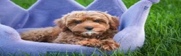 Cavapoo dogs for sale: Haven - Ad 1