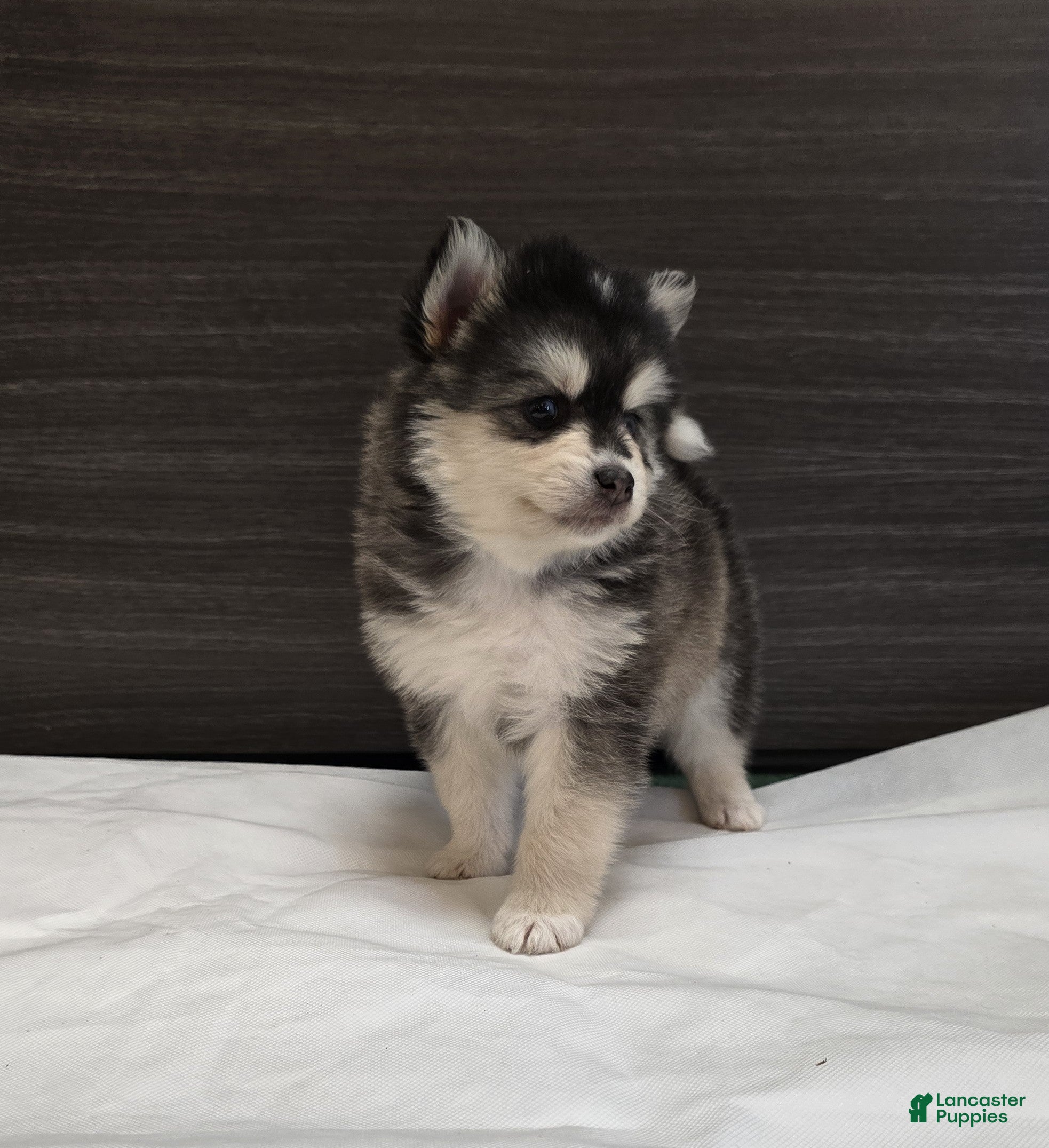 Pomsky dogs Leo - Ad 2