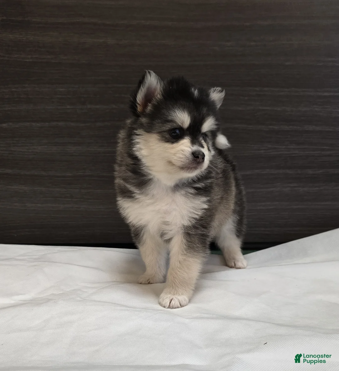 Pomsky dogs for sale: Leo - Ad 2