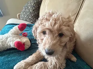 Goldendoodle dogs Goldendoodle Puppy 1 - Ad 32
