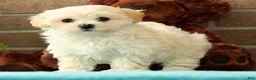 Maltipoo dogs for sale: Mia - Ad 4