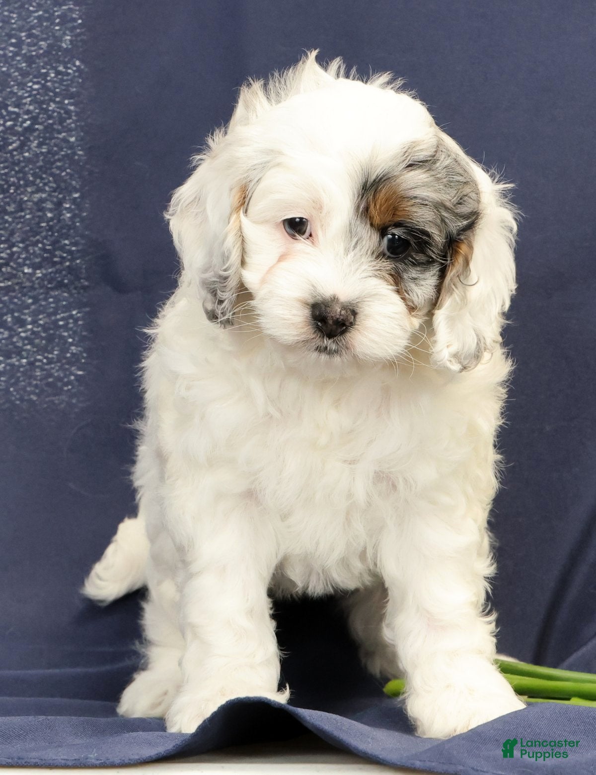 Cockapoo dogs Butter Bella - Ad 2