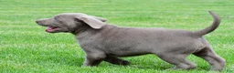 Labrador Retriever dogs for sale: Bobo - Ad 12