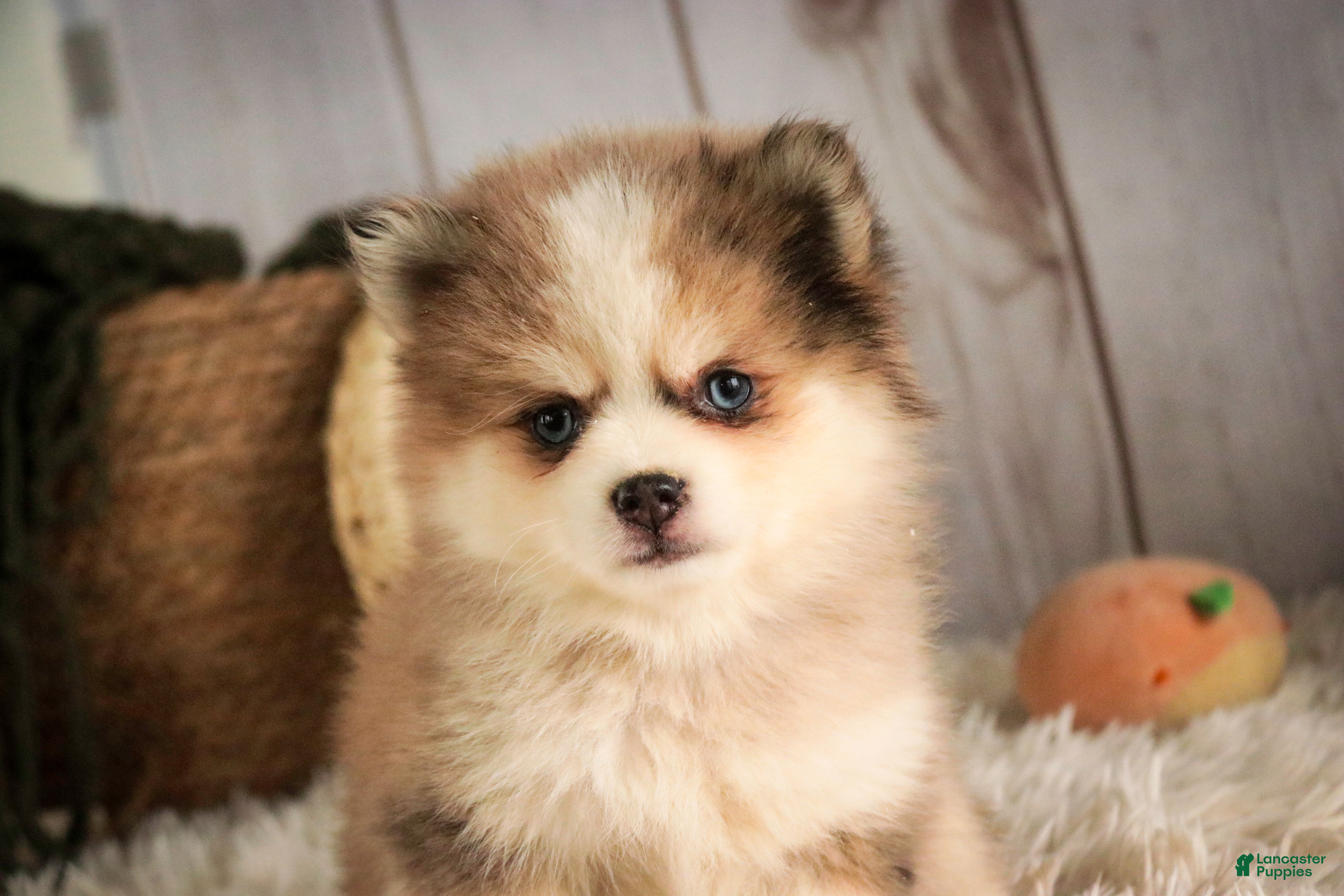 Pomsky dogs Sebastian - Ad 2