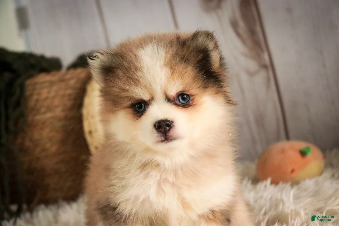 Pomsky dogs for sale: Sebastian - Ad 1