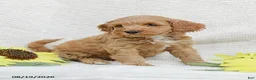 Mini Goldendoodle dogs for sale: Lavon - Ad 11