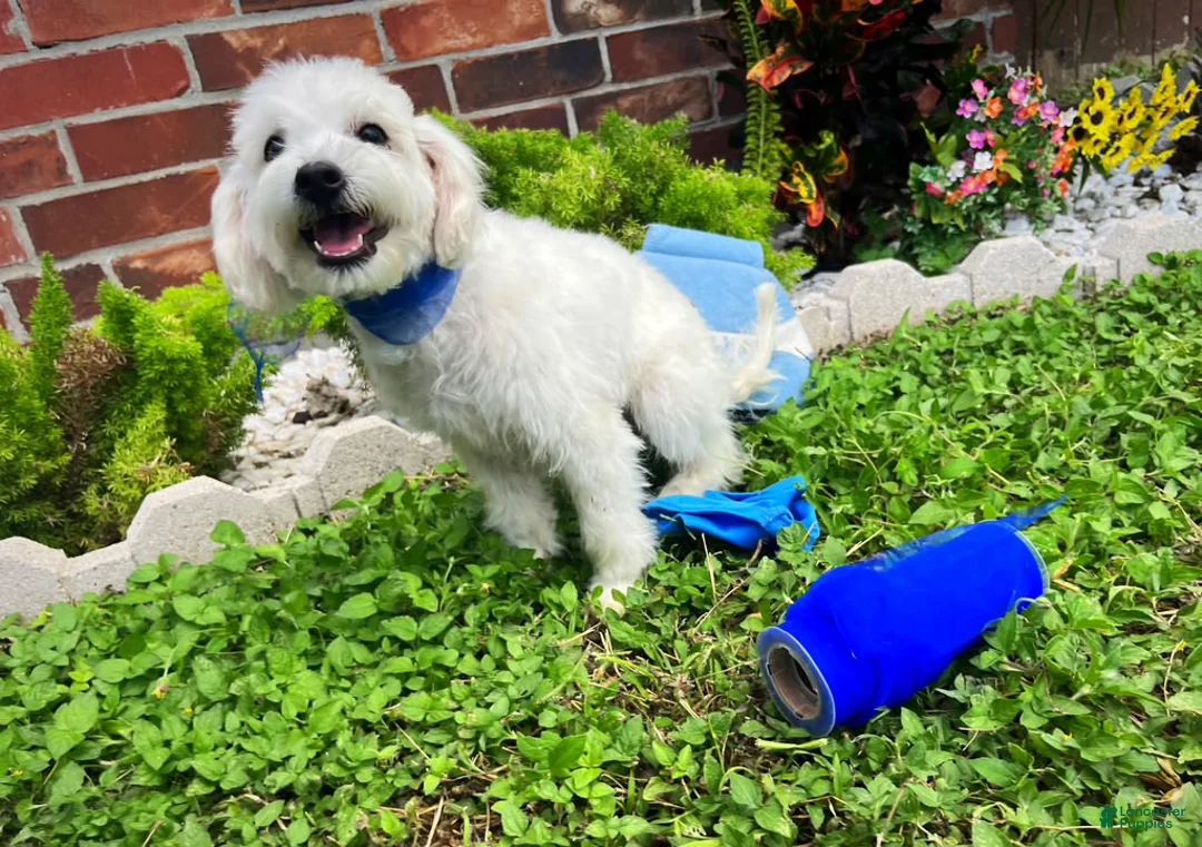 Maltipoo dogs for sale: Bubbles - Ad 2