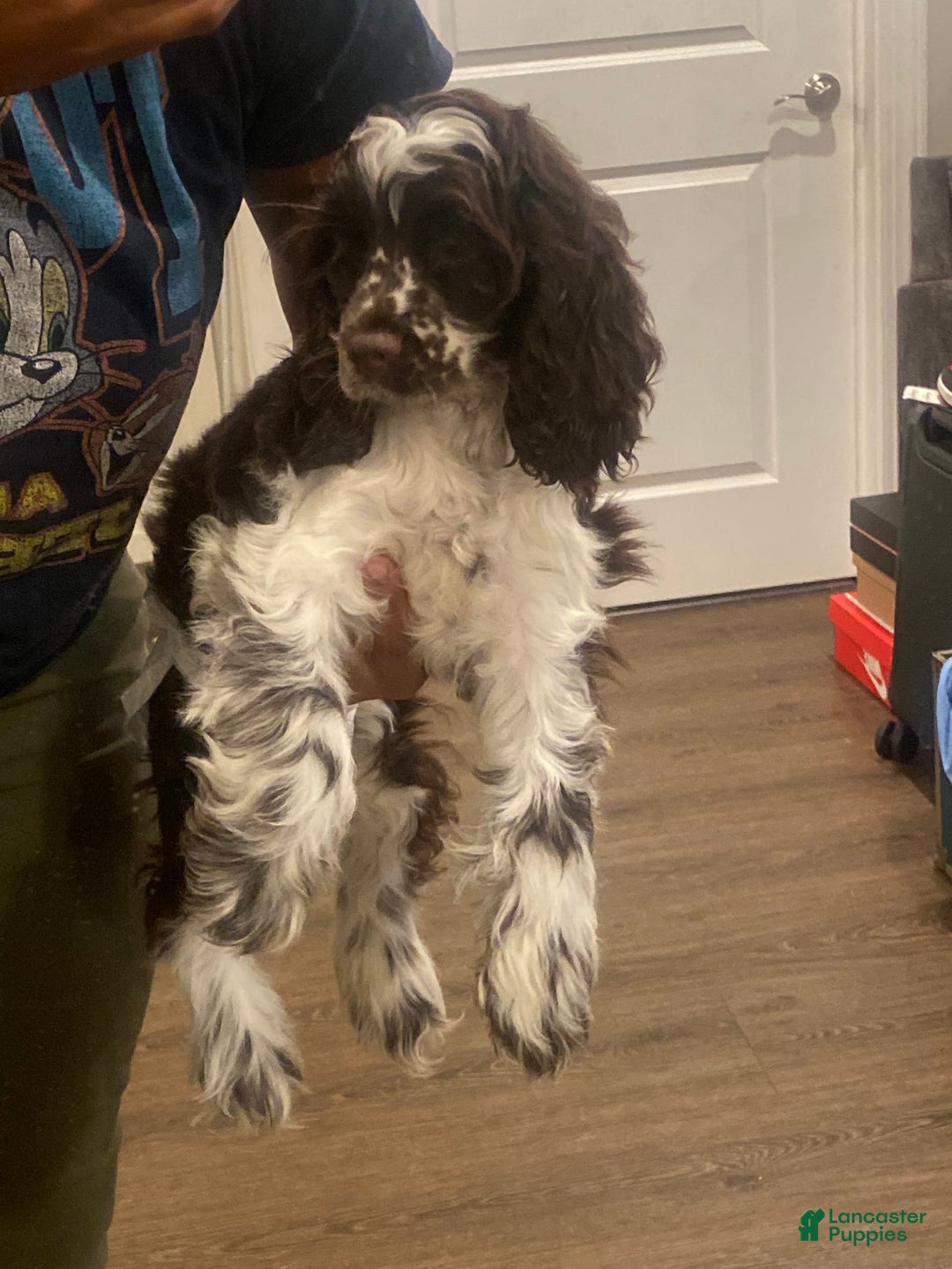 Gallery Image {{count}}