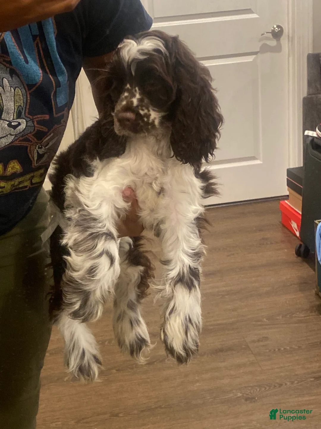 Gallery Image {{count}}