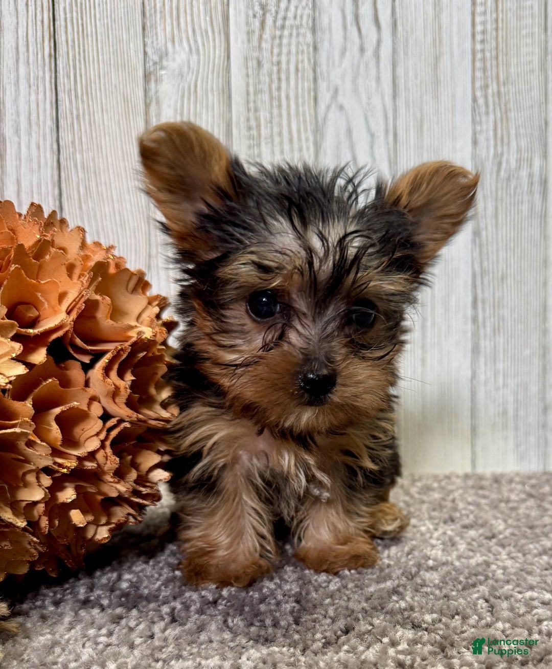 Yorkiepoo dogs for sale: Titan - Ad 6