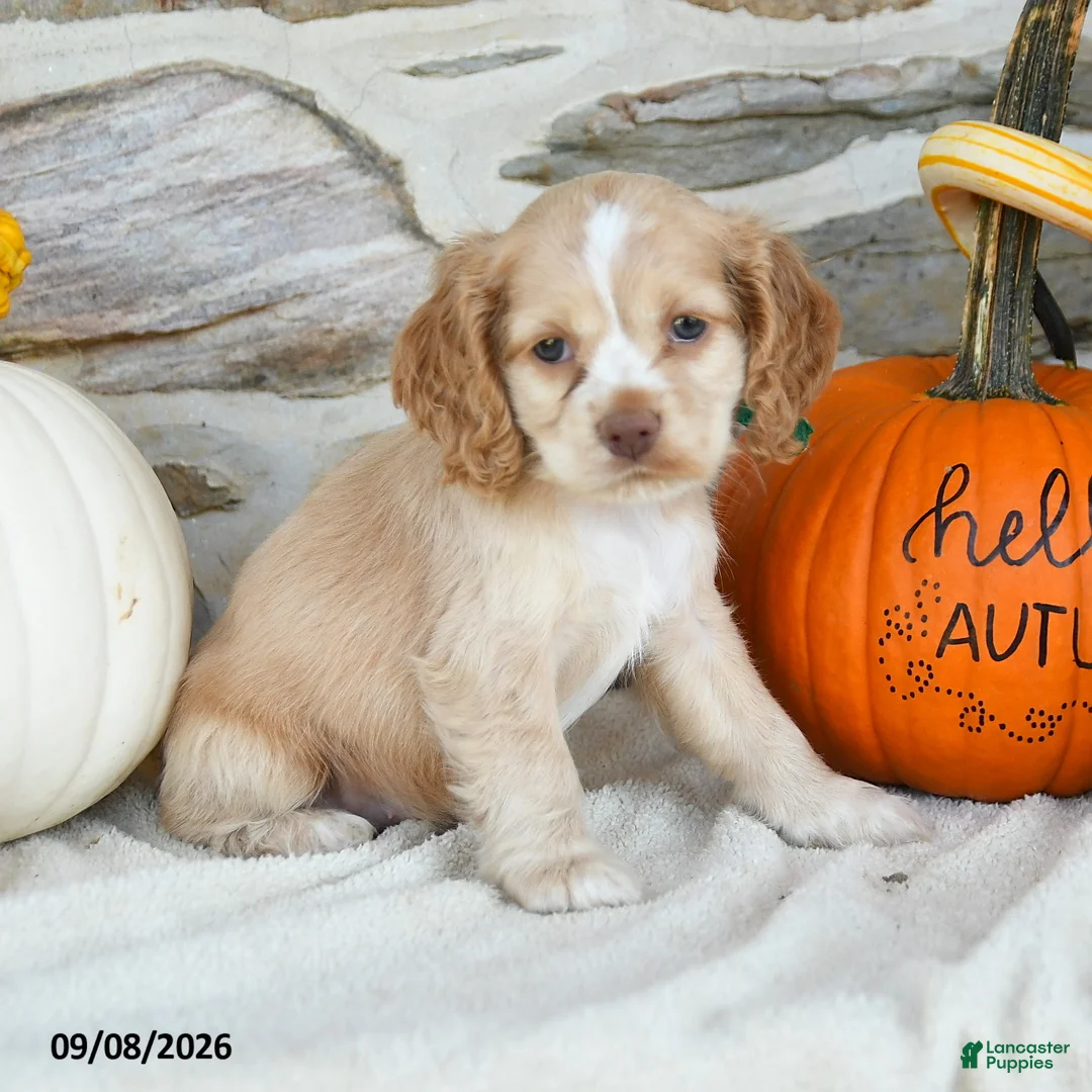 English Cocker Spaniel dogs for sale: Roxy - Ad 2