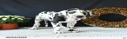 Great Dane dogs for sale: Easton - Ad 3