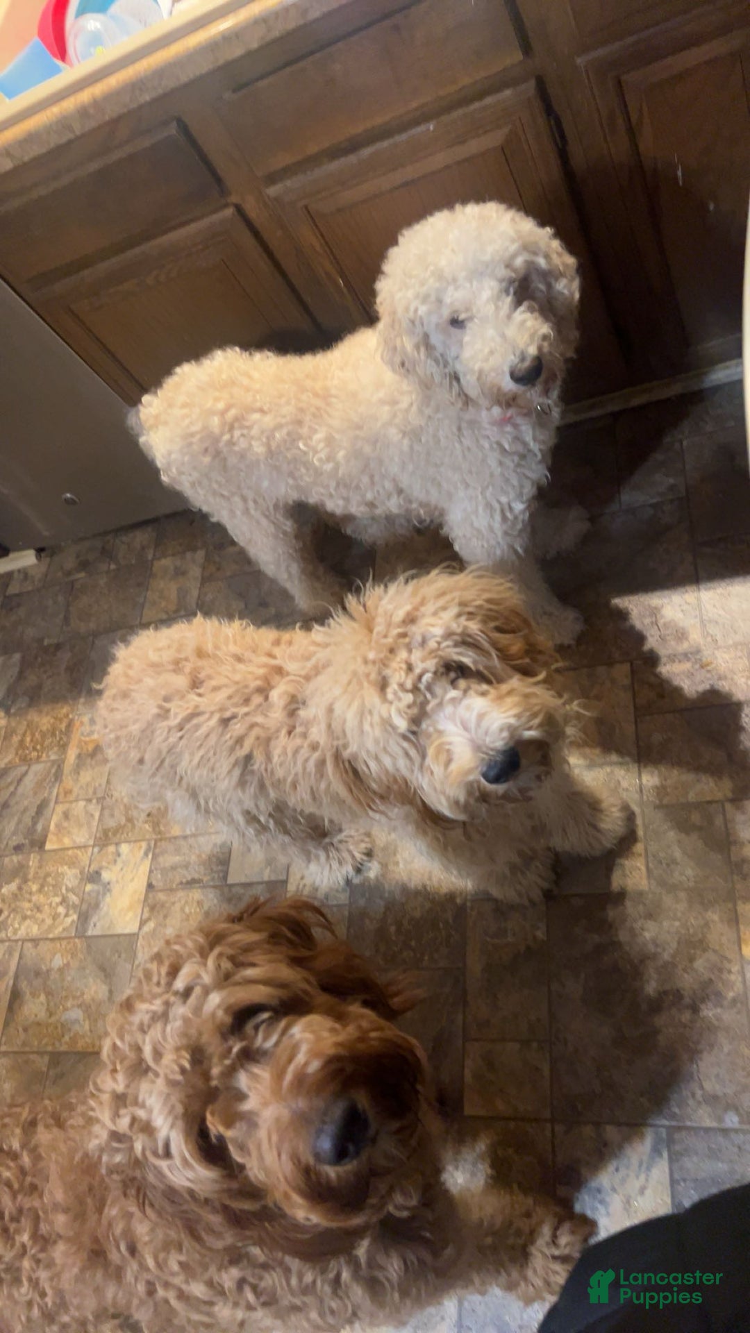 Goldendoodle dogs for sale: Goldendoodle Puppy 2 - Ad 3