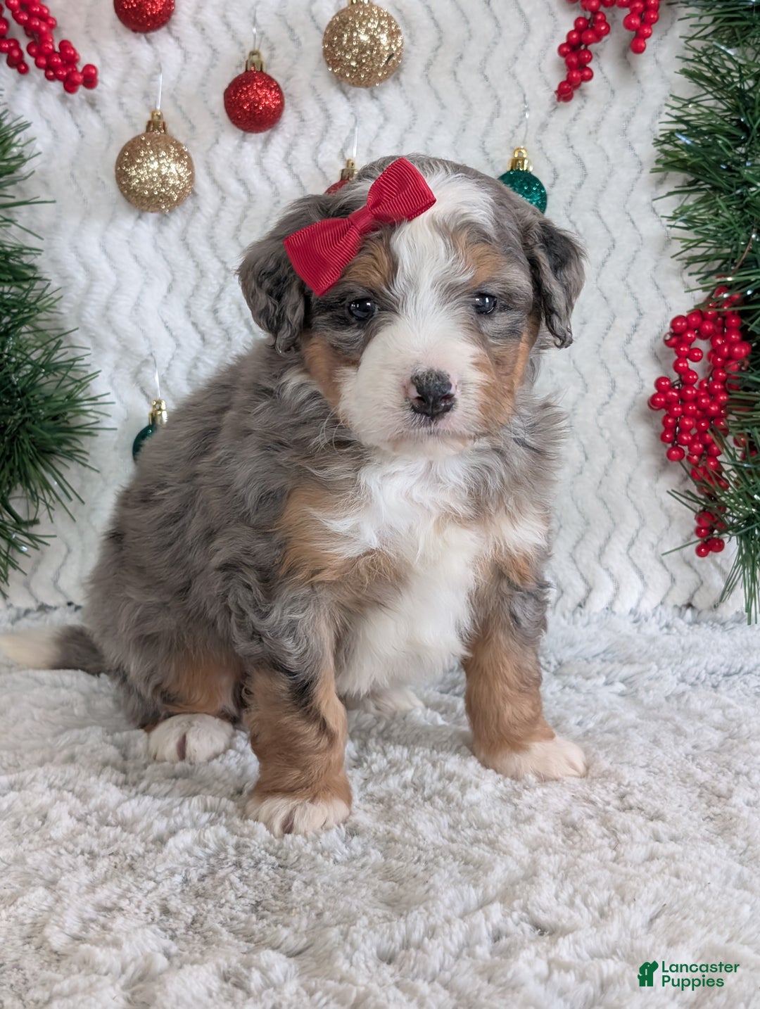 Mini Bernedoodle dogs for sale: Mini Bodie - Ad 13