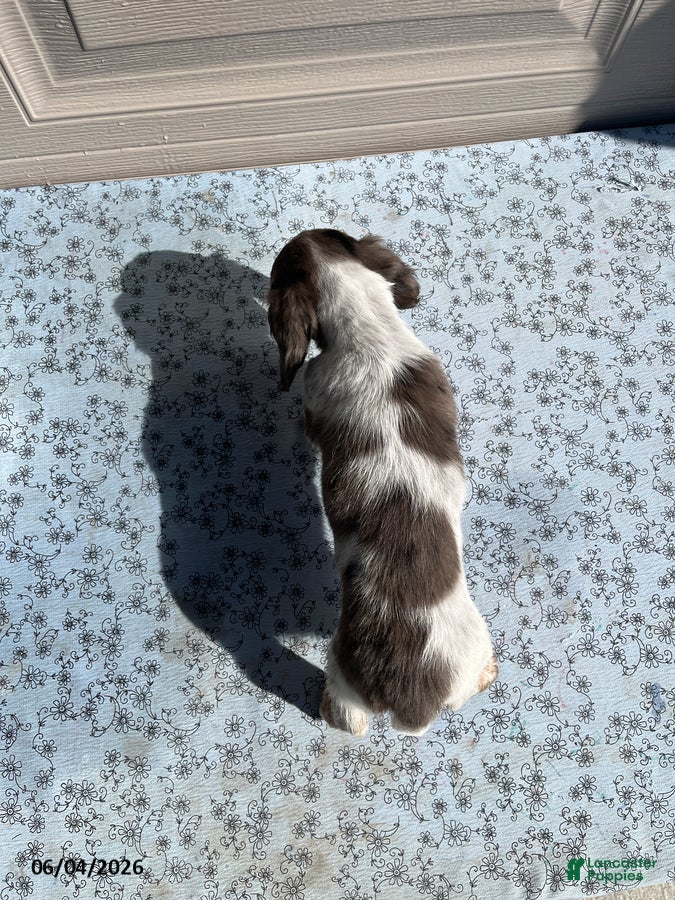 Miniature Dachshund dogs Lady - Ad 2