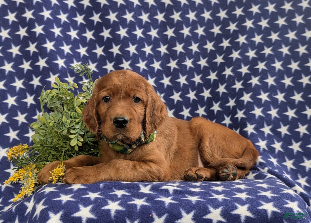 Irish Setter dogs for sale: Derek - Ad 5