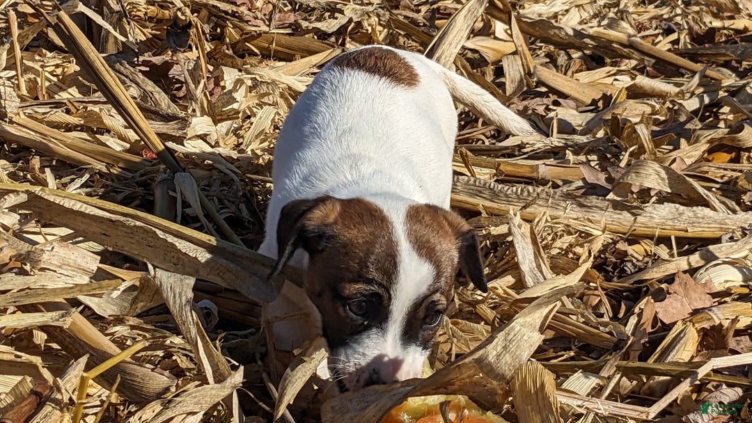Jack Russell Terrier dogs for sale: Twix - Ad 3