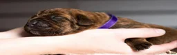 Cane Corso dogs for sale: Black Velvet Abyss Molten Ash - Ad 3