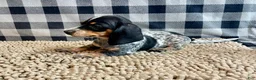 Miniature Dachshund dogs for sale: Nettie - Ad 13