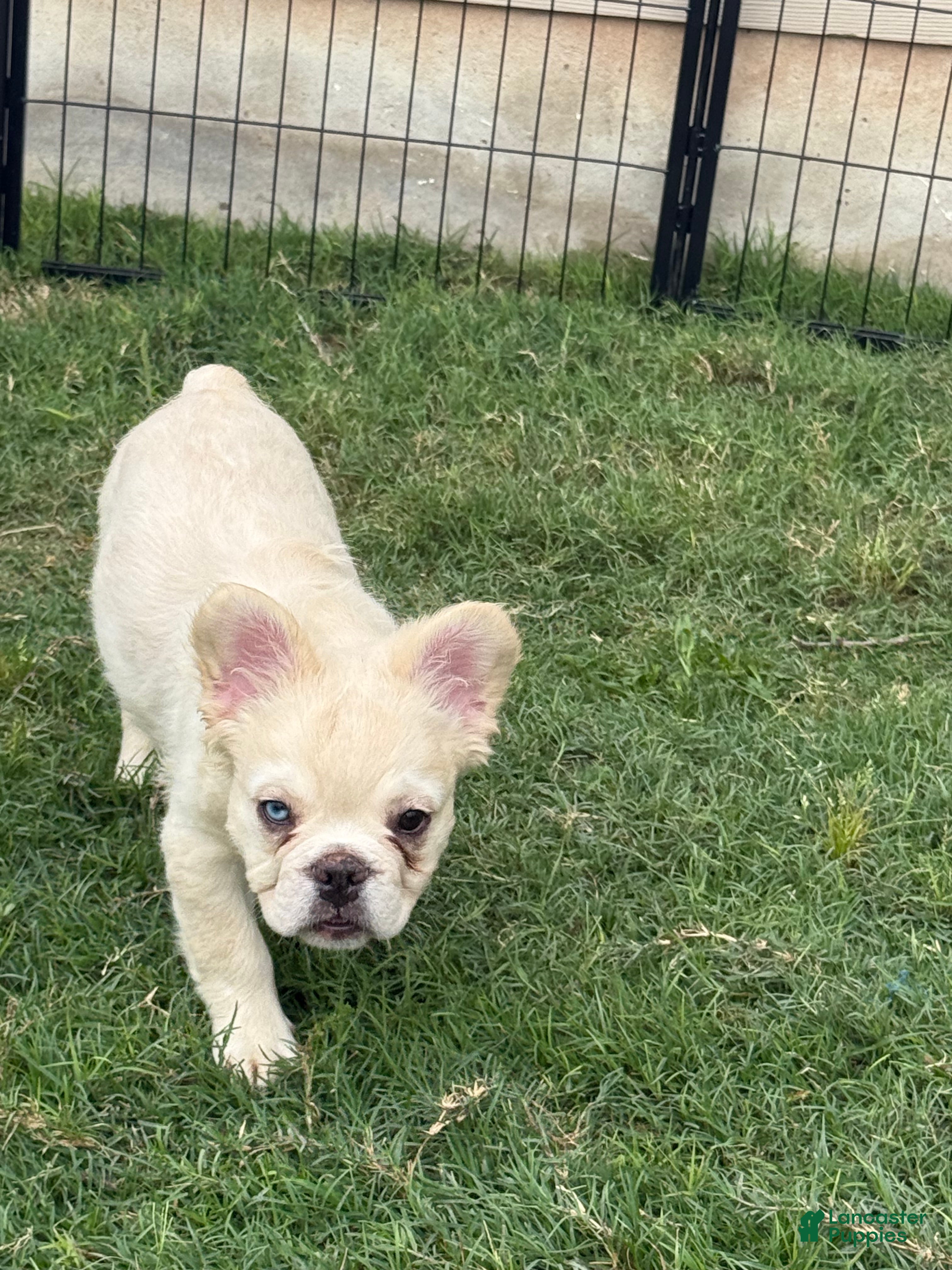 French Bulldog dogs Pluto- cream Merle 1 blue eye - Ad 2