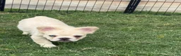 French Bulldog dogs for sale: Pluto- cream Merle  - Ad 3