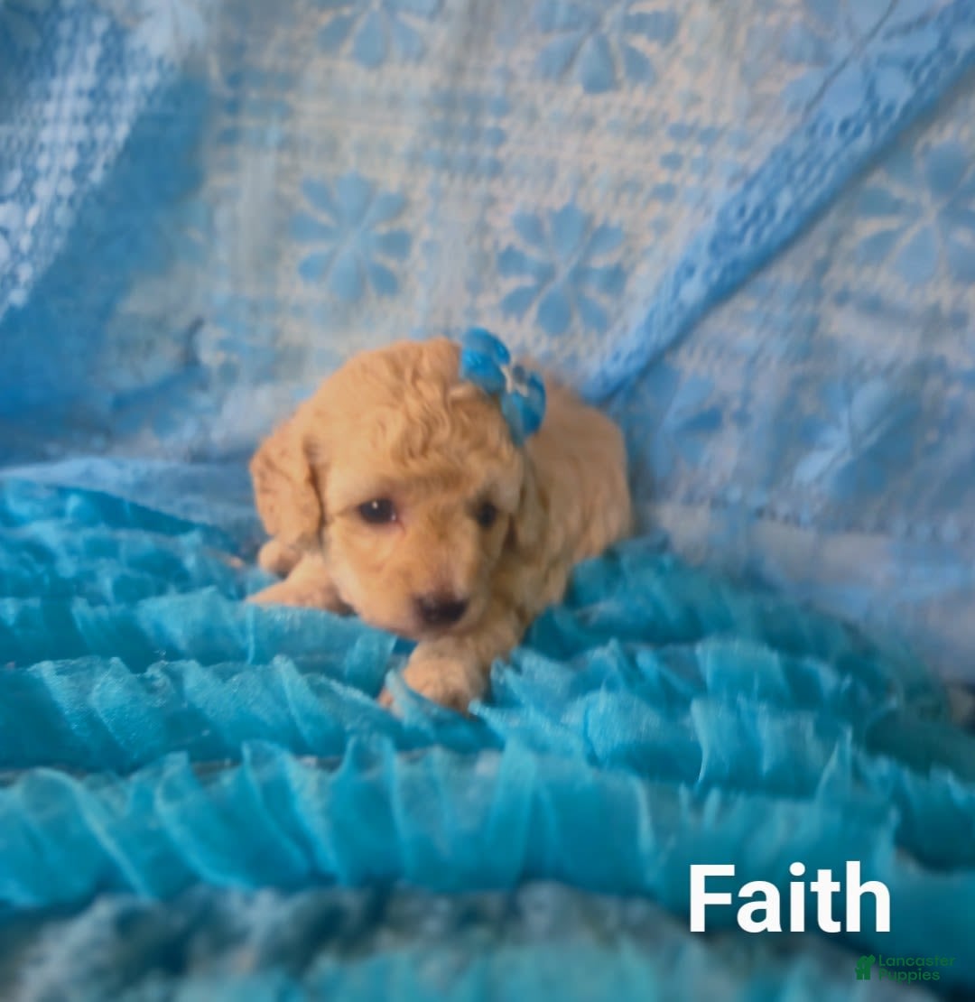 Toy Poodle dogs for sale: Faith - Ad 4