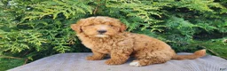 Mini Bernedoodle dogs for sale: Dallas - Ad 15