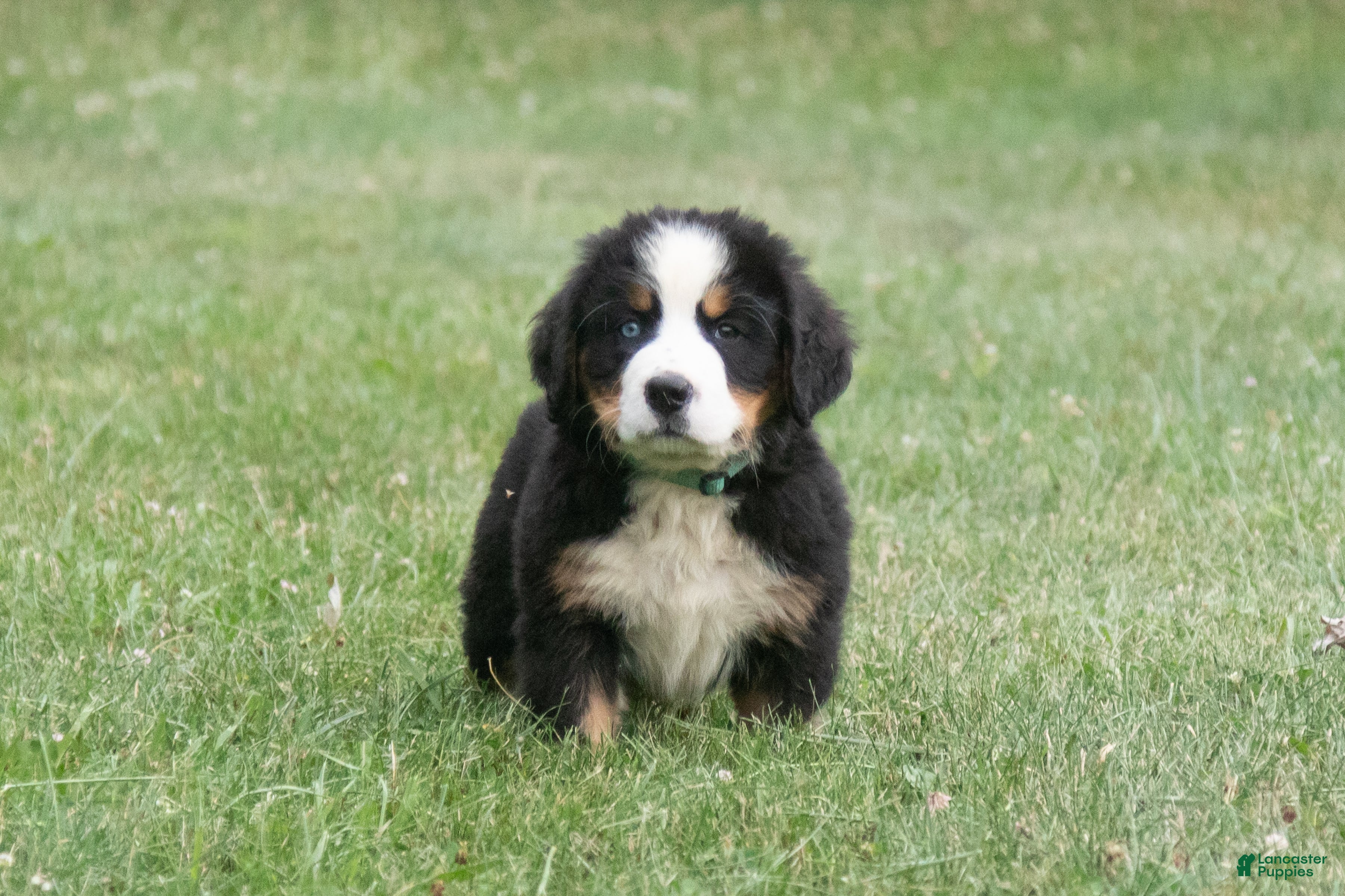Bernese Mountain Dog dogs Chief - Ad 1