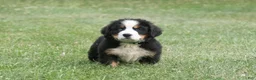 Bernese Mountain Dog dogs for sale: Chief - Ad 1
