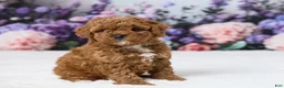 Miniature Poodle dogs for sale: Toby - Ad 3